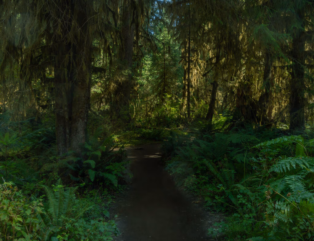Rainforest trail surrounded by ferns and moss in Olympic National Park, Washington