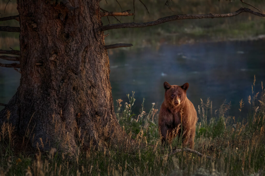 Black bear standing beside a large tree in warm evening light at Yellowstone National Park