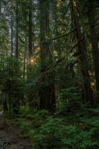 Sunburst shining through moss-covered evergreen trees in the Hoh Rain Forest, Olympic National Park