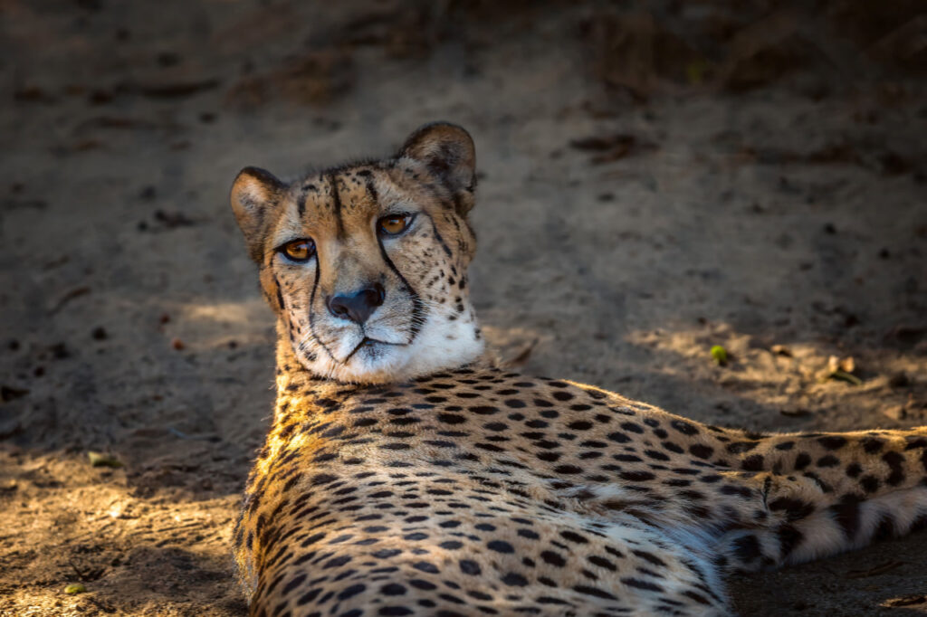 Cheetah resting in warm sunlight and looking toward the camera at the San Diego Zoo, California